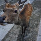 【奈良】奈良鹿公園 體驗被鹿團團包圍