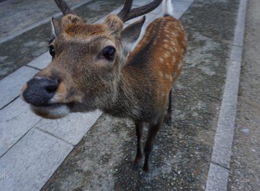 【奈良】奈良鹿公園 體驗被鹿團團包圍