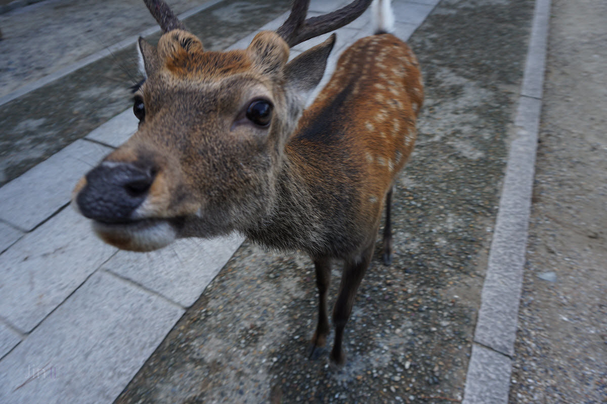 【奈良】奈良鹿公園 體驗被鹿團團包圍 - INMAG