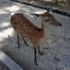 おにぎり VS. おむすび