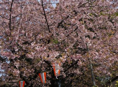2019年日本賞櫻前必備櫻花預測開花及滿開資訊、網站