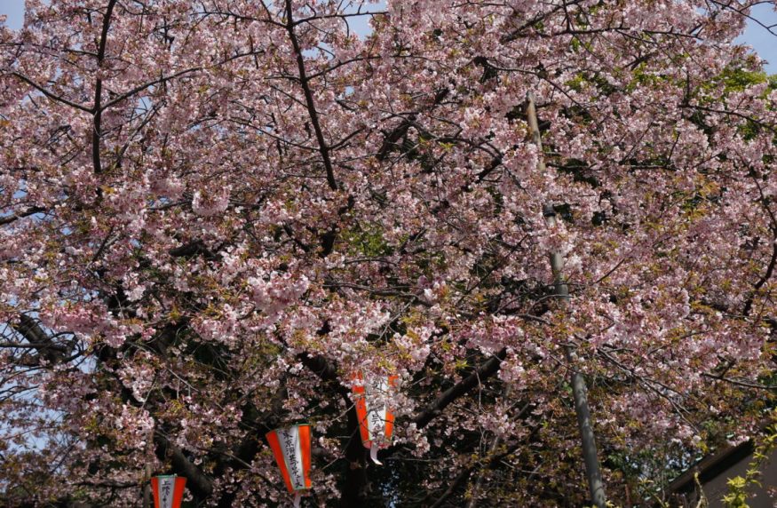 2019年日本賞櫻前必備櫻花預測開花及滿開資訊、網站