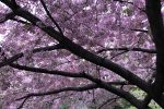 2020年日本賞櫻前必備櫻花預測開花及滿開資訊、網站