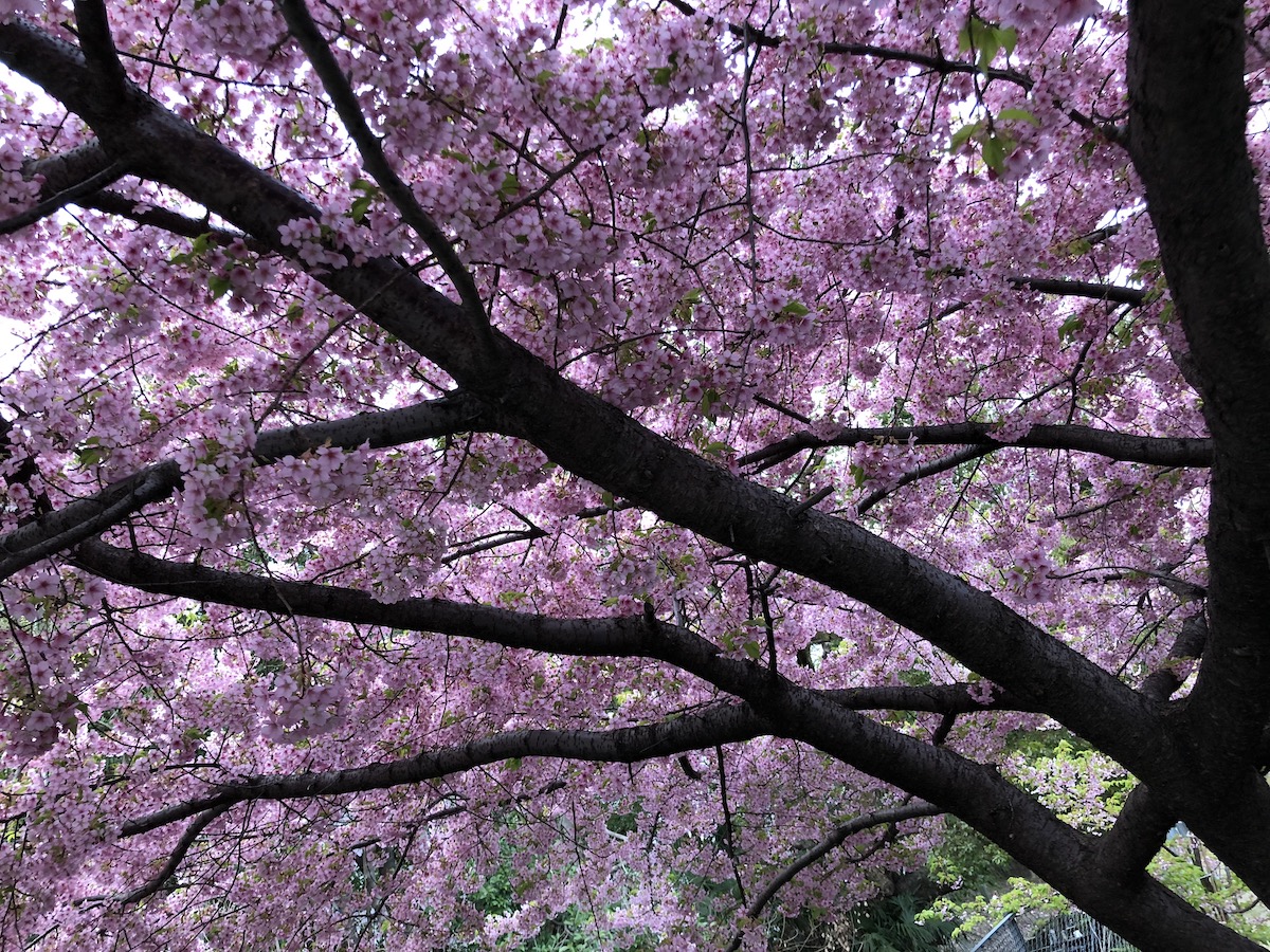2020年日本賞櫻前必備櫻花預測開花及滿開資訊、網站