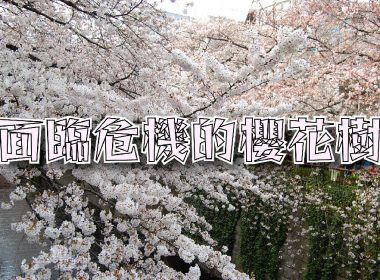 染井吉野櫻 世界最多卻面臨危機的櫻花樹