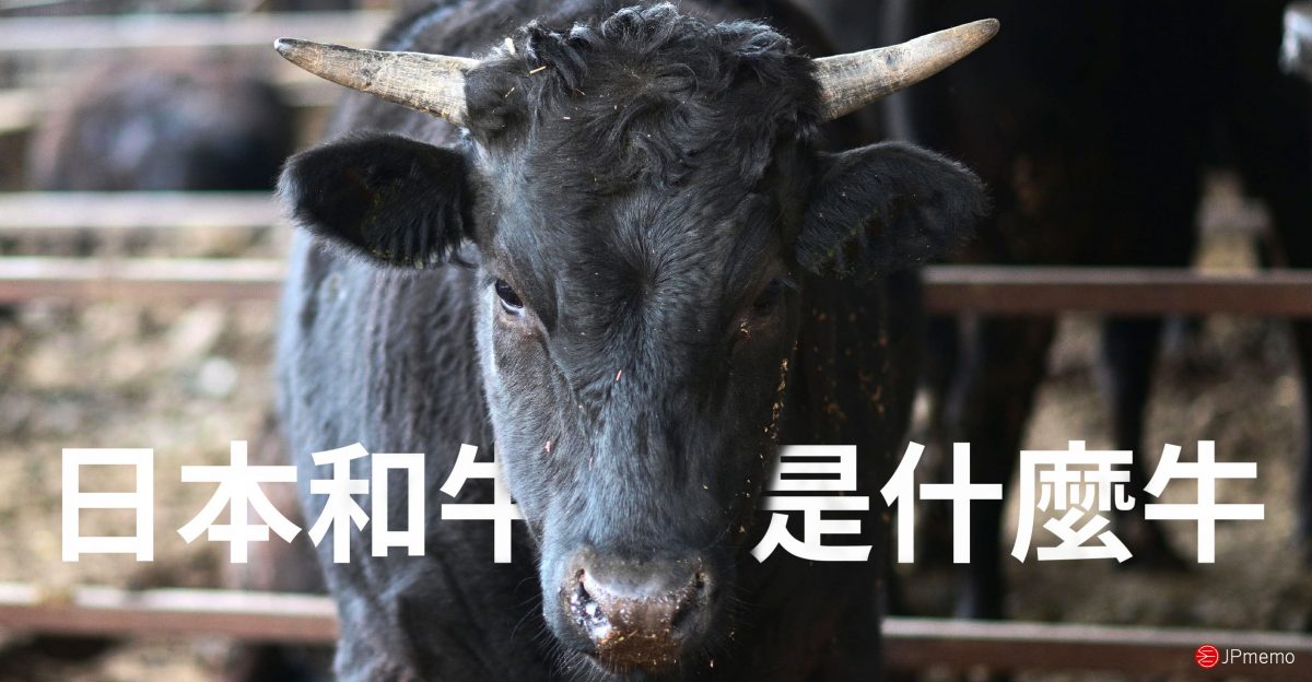 日本的和牛與一般的牛有什麼不同？