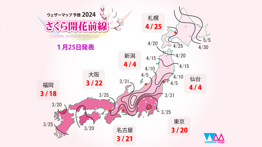 【1/31更新】2024年日本櫻花預測開花及滿開最新資訊